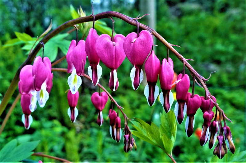 softness, beautiful, at the heart, heart, discount, plants, summer flowers, selective, the blooming flowers, bleeding, summer, outdoors, summer flower
