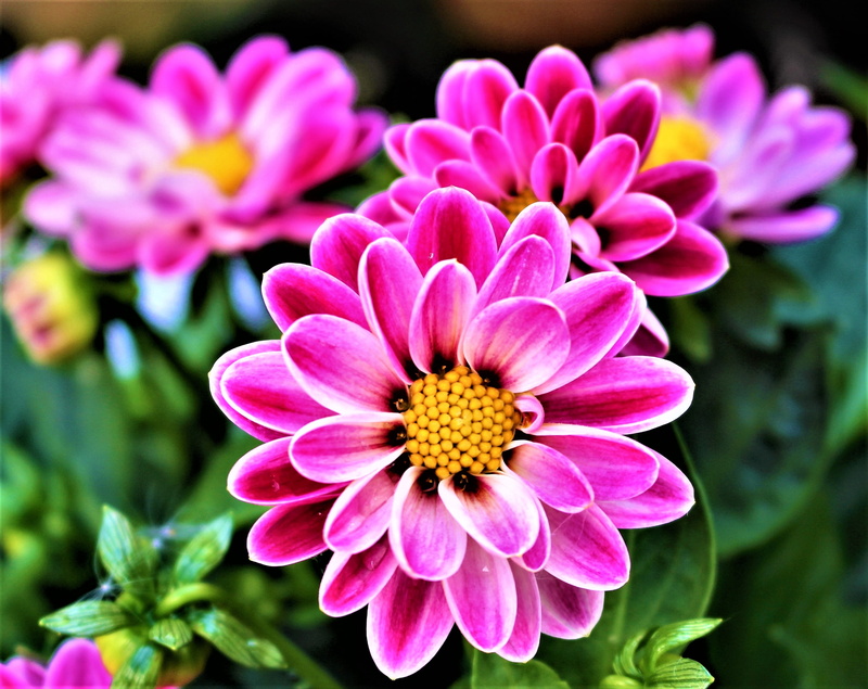 summer, day, pinkish, pink color, romantically, flowering plant, discount, dahlia, growth, vulnerability, close-up, beautiful petals, springtime, pistils