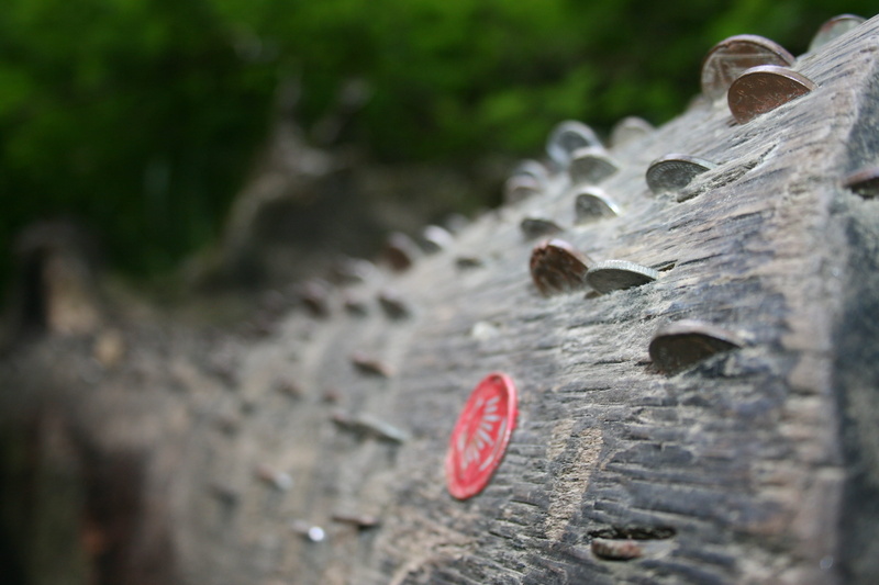 token, coin, timber, celebration, focus on foreground, circle, lumber, material, trunk, money, coins, plant bark, wood, cut, logging, outdoors, tree, plant