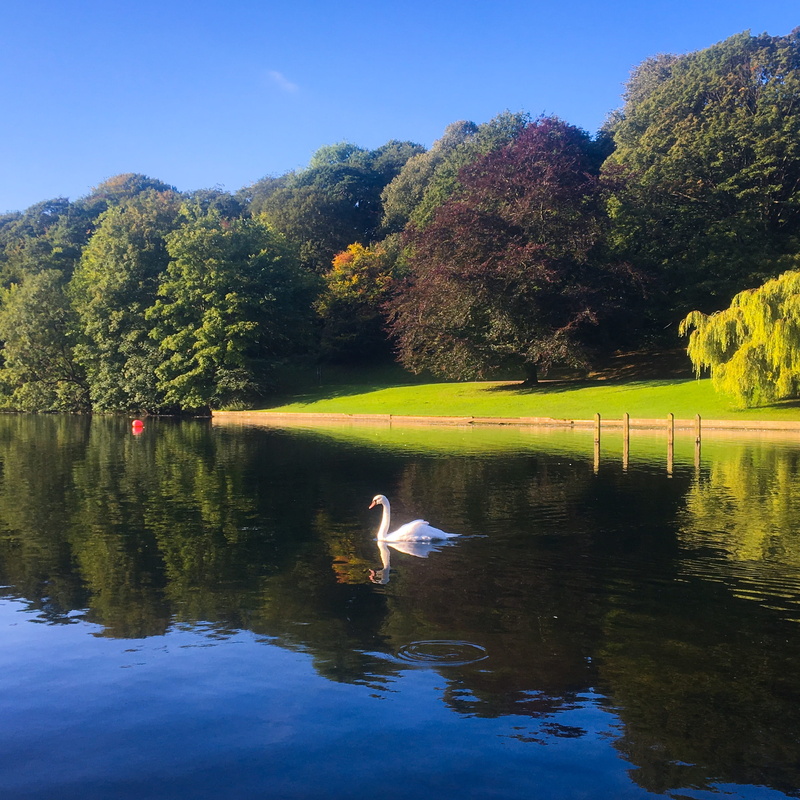 9-11 park ave, lake, day, beauty in nature, green color, land, vertebrate, animal, bird, plant, waterfront, yorkshire, roundhay park, field, swimming, water
