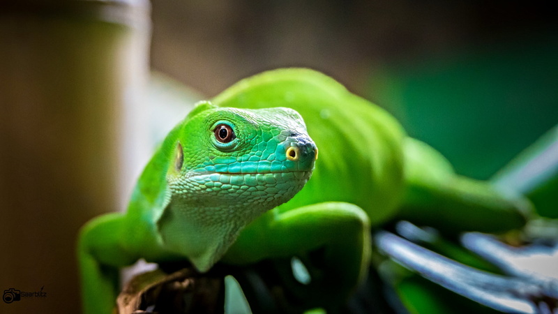 gecko, colourful, iguana, Wildpark, colours, wildlife, nature, green iguana, lizard, Zoo, animal, green Color, reptile, Neunkirchen, Take it easy, Tier