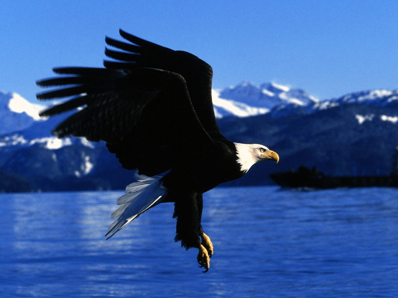 720P, landing, bald, ling, eagle, alaska, easy