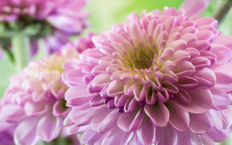 purple, beauty in nature, freshness, petal, qualit, high, focus on foreground, flower head, 4K, pollen, growth, nature, photos, outdoors, flowering plant