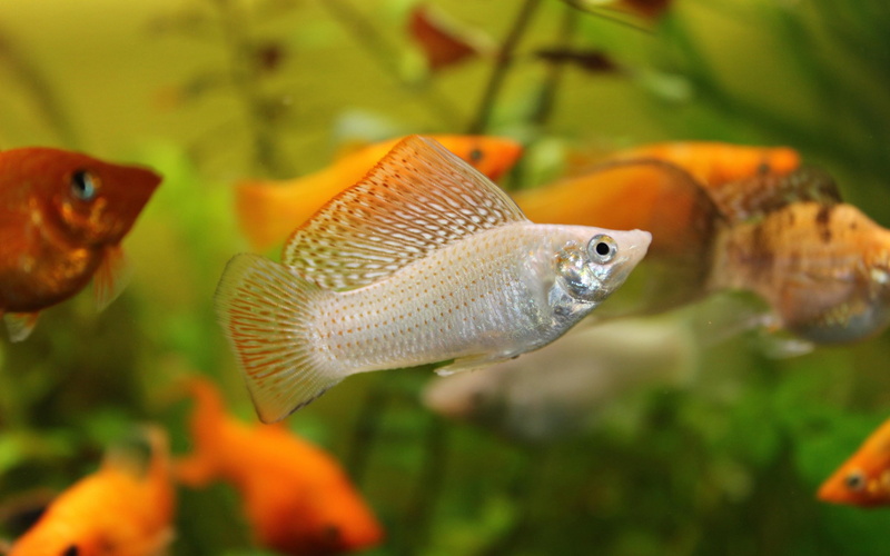 sea life, goldfish, no people, mollienesia, marine, 2K, outdoors, aquarium, transparent, water, tail fin, animals in the wild, glass - material, underwater