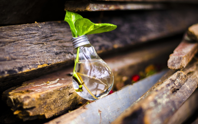 transparent, qualit, light, outdoors, still life, 4K, wood - material, glass - material, creative, freshness, leaves, beauty in nature, flower, idea, k