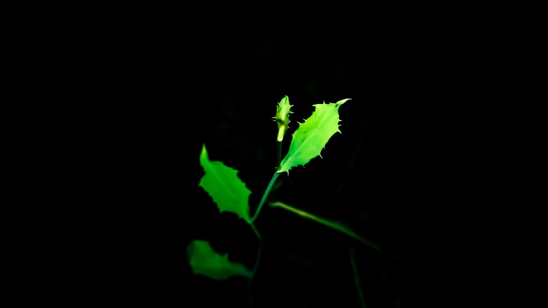 freshness, animal, indoors, copy space, studio shot, night, plant, houseplants, nature park, desktop backgrounds, black, beauty in nature, fragility, hd