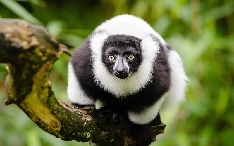 fur, outdoors, day, no people, nature, 2K, close-up, vertebrate, mammal, primate, tree, lemur, portrait, forest, plant, furry, one animal, animal wildlife