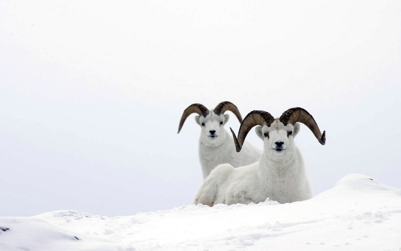 vertebrate, snow, qualit, mammal, two animals, covering, dog, canine, animal, domestic, copy space, domestic animals, animal themes, horns, cold temperature