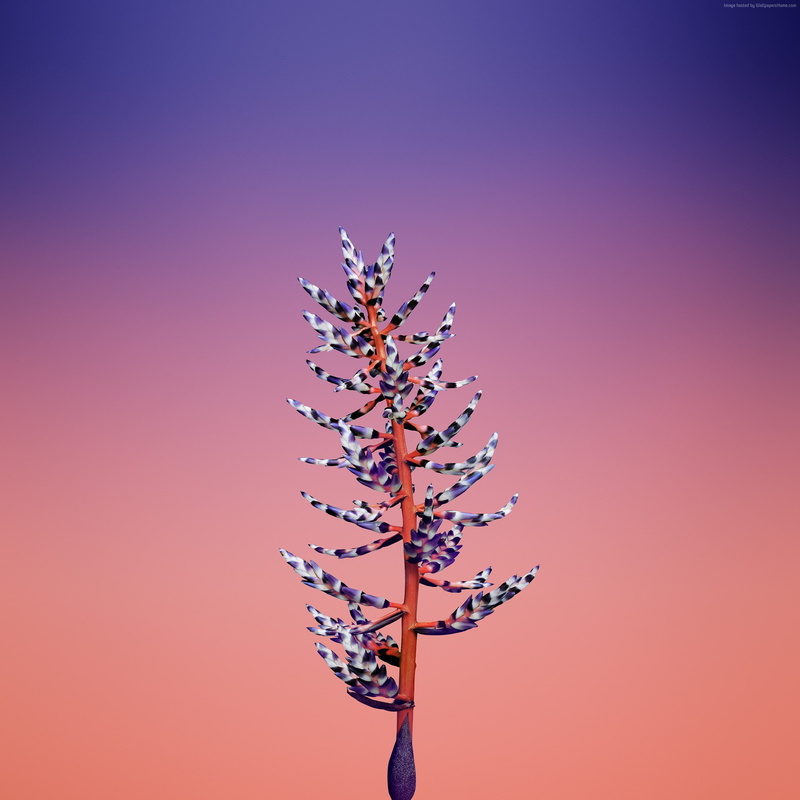 retina, WWDC 2017, 4k, iOS11, HD, iPhone 8, 1080P, flower, iPhone X