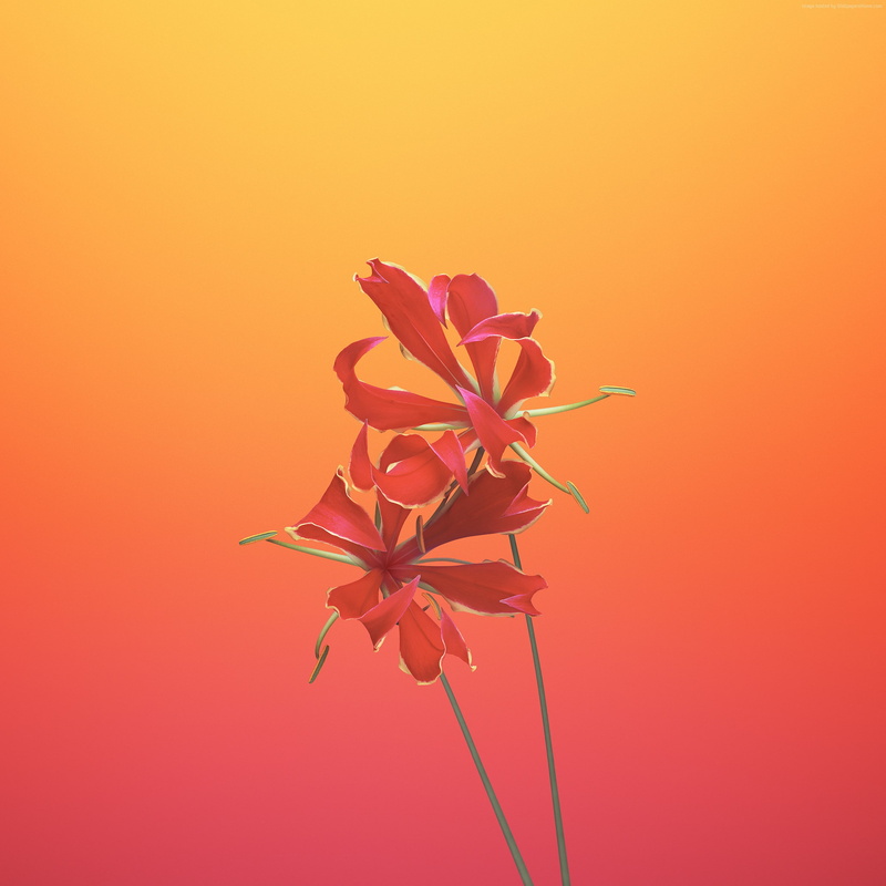 1080P, WWDC 2017, retina, iPhone X, 4k, iOS11, iPhone 8, flower, HD