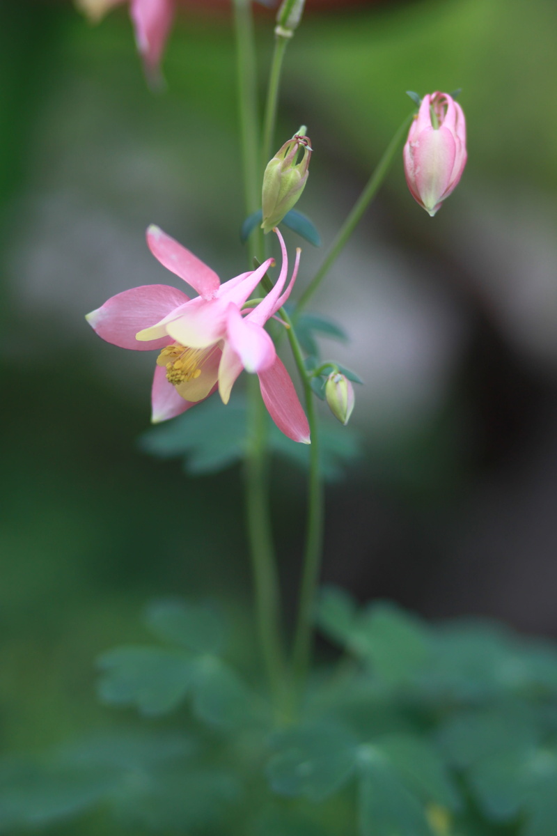 wild flower, day, landscape, season, garden, white sale claw, summer, vulnerability, forest, wildflower, vivid, petal, pink sale claw, yellow queen columbine