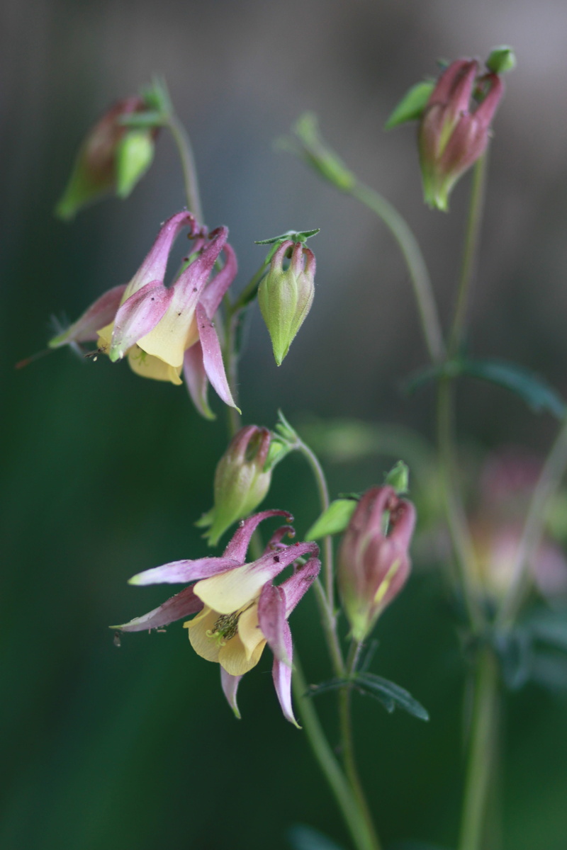 inflorescence, maebaltop flowers, grass, aquilegia chrysantha yellow queen, wild, fragility, april, petal, flowering, focus on foreground, landscape, close-up