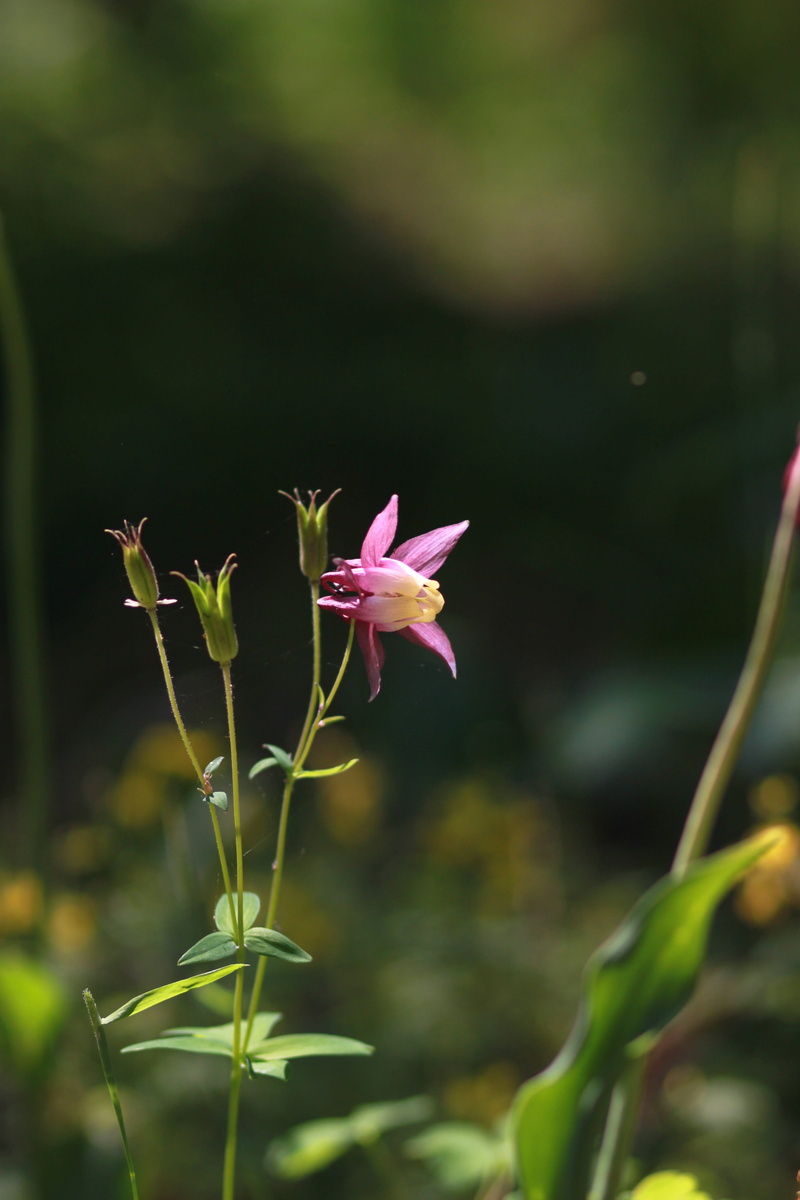 purple flowers, park, flowering plant, focus on foreground, no people, petal, freshness, flower head, yellow flowers, floral, inflorescence, close-up, vivid