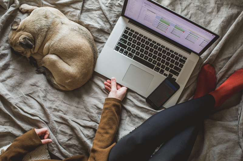 connection, Computer, using laptop, Bedroom, Phones and Cases, communication, Laptop, casual clothing, Pets, human body part, portable information device