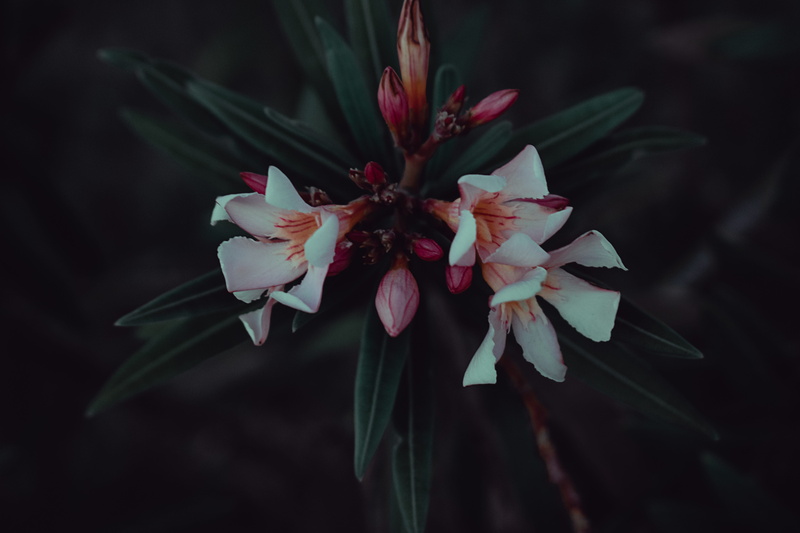 flowering plant, editors pick, fragility, inflorescence, plants, no people, petal, freshness, flowers, nature, vulnerability, plant, petals, blossoms, black