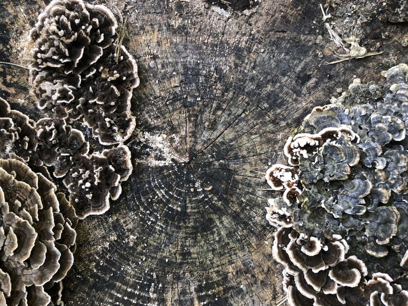 craft, day, metal, lichen, weathered, platte city, bark, moss, close-up, grain, full frame, stump, tree trunk, old, textured, nature, rough, backgrounds