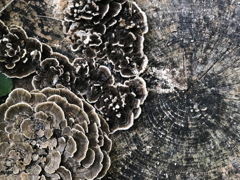 nature, beauty in nature, 14690 leipard ln, 4K, rock, fossil, fungus, natural pattern, textured, no people, texture, wood - material, lichen, woodgrain