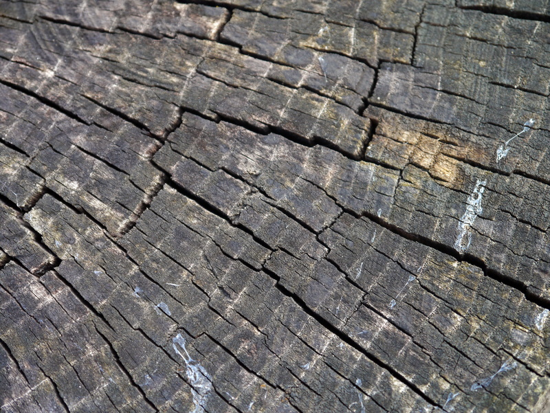 day, cracked, no people, close-up, weathered, nature, high angle view, bark, tree stump, backgrounds, tree, timber, wood - material, lumber, full frame