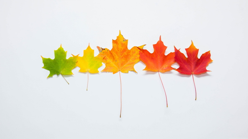 directly above, nature, come, cut out, leaf, passing, tree, autumn, leaves, maple leaf, freshness, photograph, life, copy space, change, red, no people
