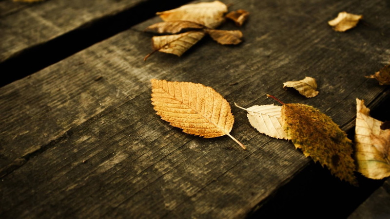 close-up, leaves, selective focus, food, leaf, dry, textured, day, plant part, wooden surface, table, nature, no people, brown, change, tree, 1080P, high angle view
