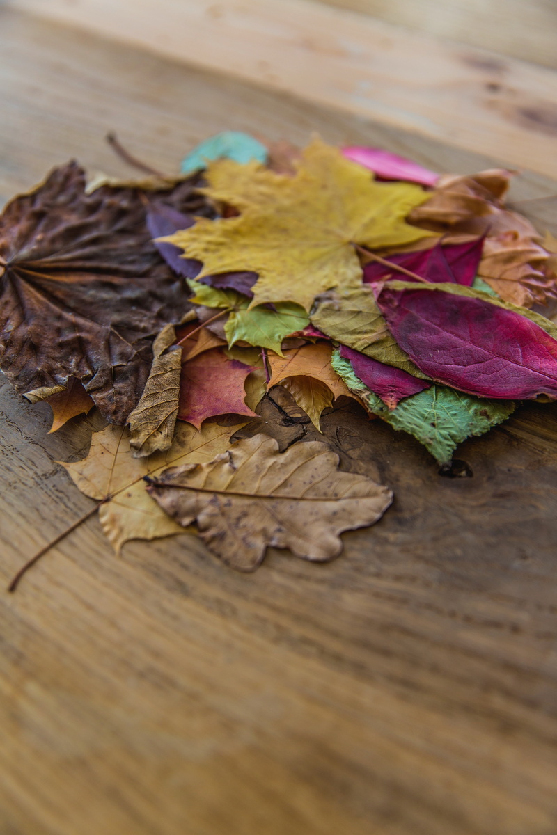 fish, high angle view, 5K, flowers, leaves, vulnerability, fall, still life, autumn, leaf, selective focus, wood - material, green, day, fragility, dry