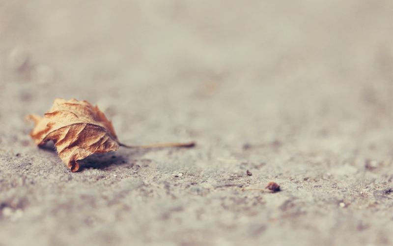 selective focus, falling, blurred, single object, textured, nature, land, red, autumn, fragility, fish, leaves, white, no people, food and drink, surface level