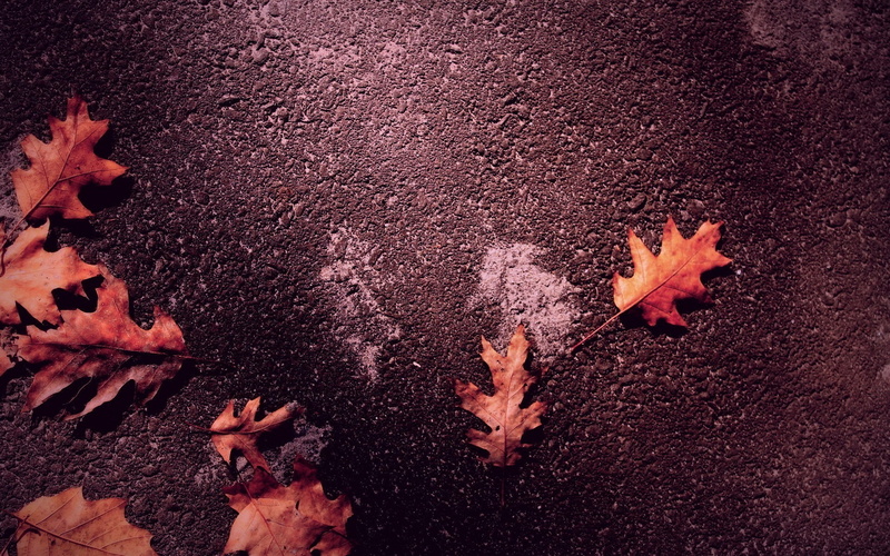 outdoors, high angle view, 1080P, orange color, maple leaf, nature, red, leaves, falling, directly above, asphalt, fall, change, plant part, wet, no people