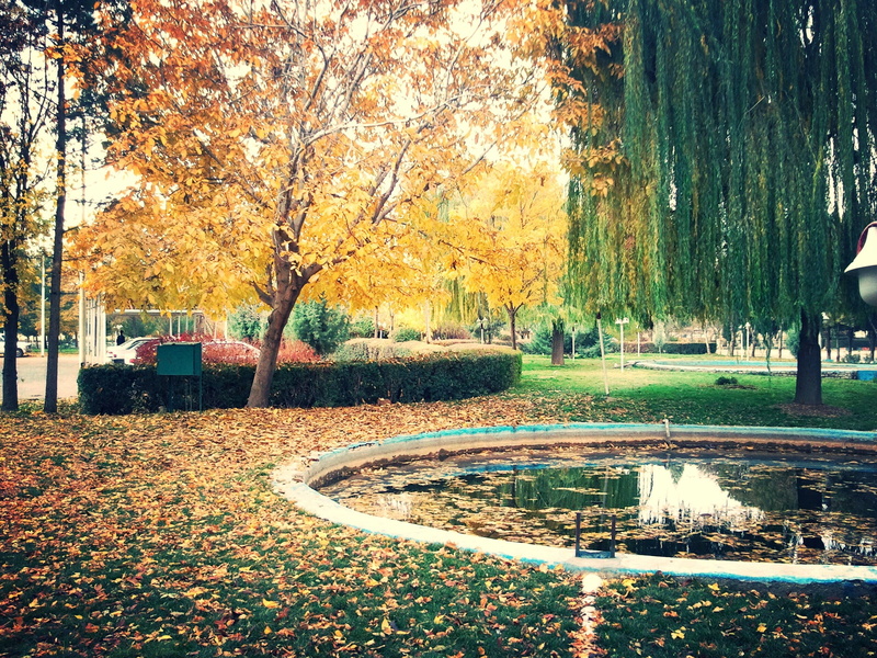 fall, kermanshah, growth, park - Man Made Space, season, urban Scene, plant part, plant, architecture, autumn, city, town, sidewalk, no People, nature