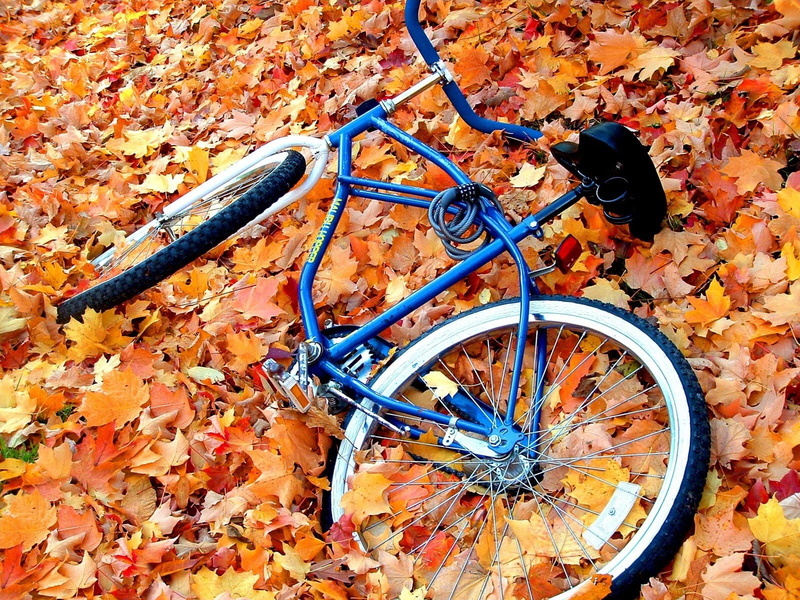 plant part, outdoors, transportation, backgrounds, retro Styled, high angle view, blue, bike, nature, autumn, change, yellow, 720P, wheel, cycle, cycling