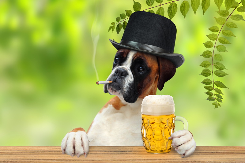 alcohol, vertebrate, container, animal themes, food and drink, mug, old-fashioned, beer - Alcohol, mammal, 5K, domestic, oktoberfest, plant, canine, no people
