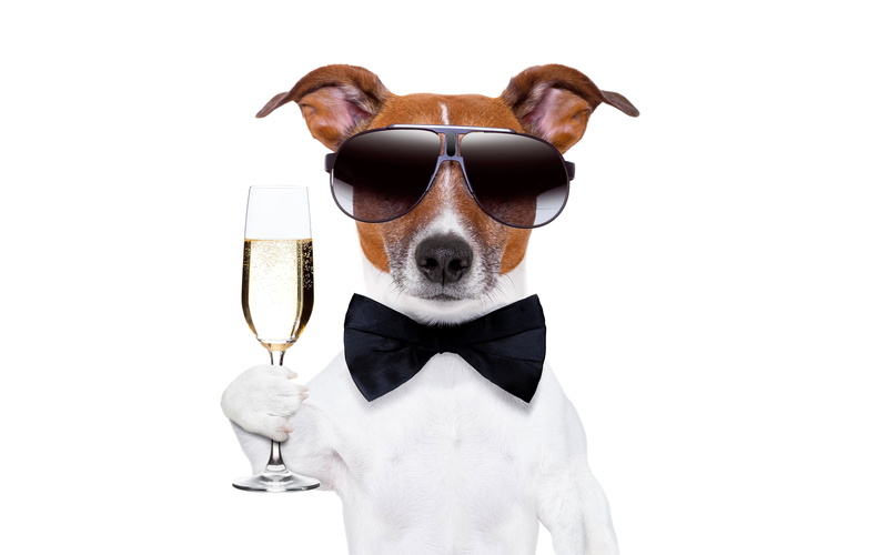 glasses, white background, gentleman, 5K, Jack Russell Terrier, humor, dog, butterfly, glass, champagne