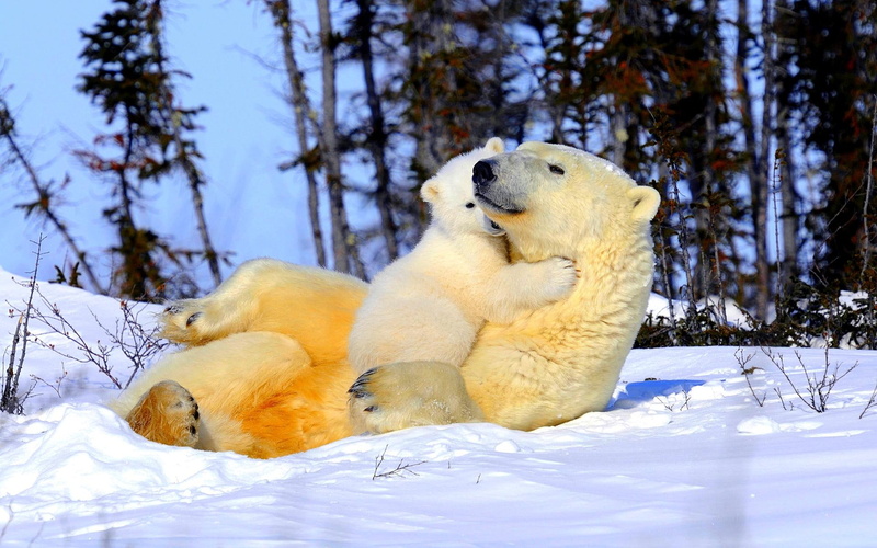 bear, much, polar, snow, mama, playing, love, animals, 1080P, beary