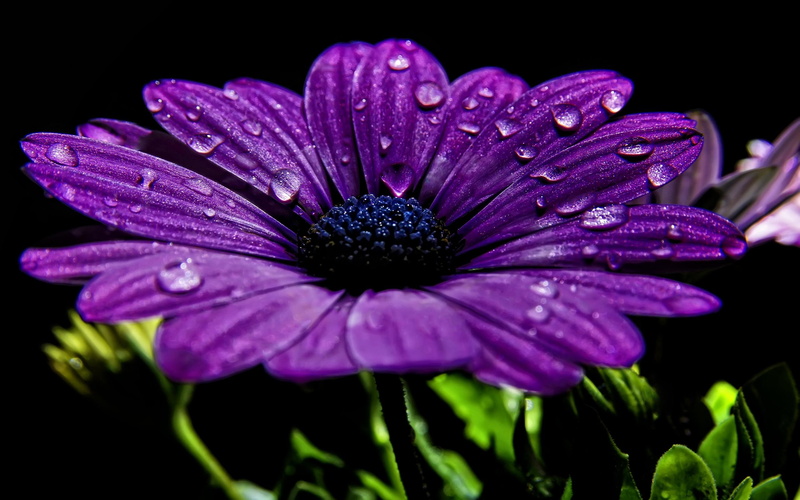 blue, beautiful, 2K, flower, love, color, much, 3d and abstract, nature, purple, daisy, eyed