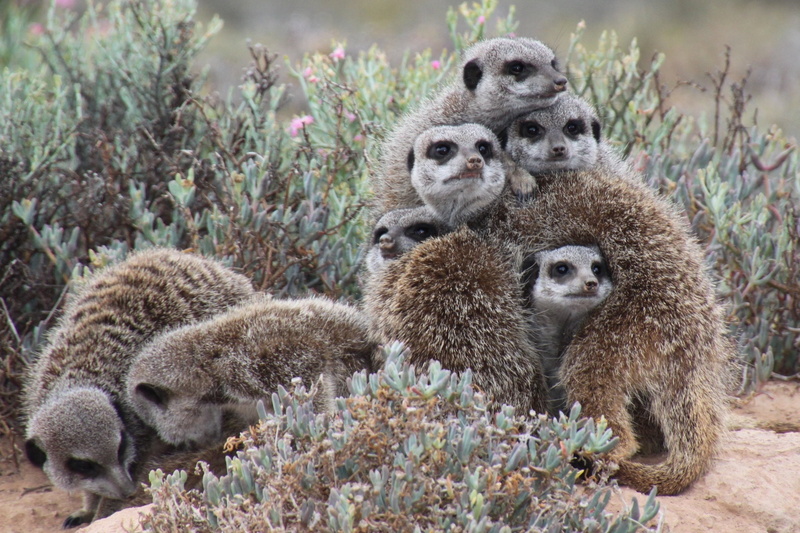 day, gray, outdoors, group of animals, side view, fur, plant, animals in the wild, no people, much, brown, vertebrate, nature, animal wildlife, animals