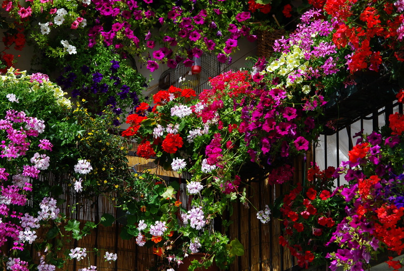 flowers, ornamental Garden, colorful, flowerbed, spring, vibrant Color, different, multi Colored, built structure, blossom, variation, red, pink Color
