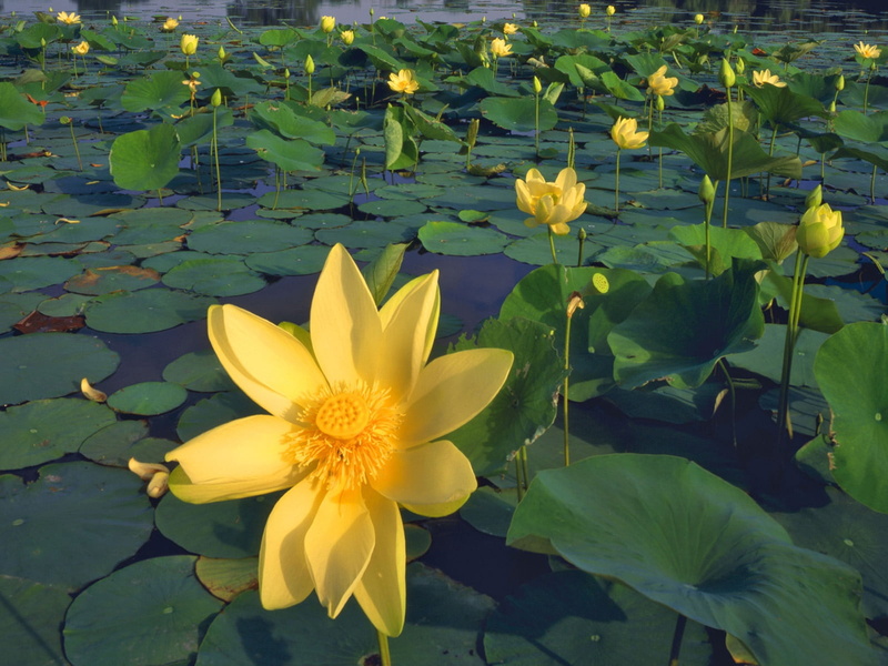 much, floating on water, inflorescence, green Color, outdoors, flowering plant, plant, lilies, fragility, blossom, petal, no people, leaves, water Lily
