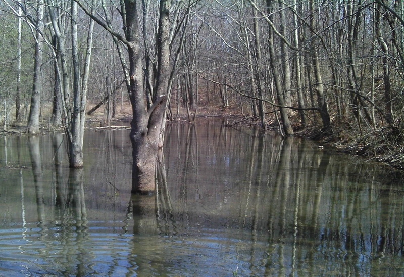 water, tree, rain, much, swamp, wetland, 3d and abstract, 1080P