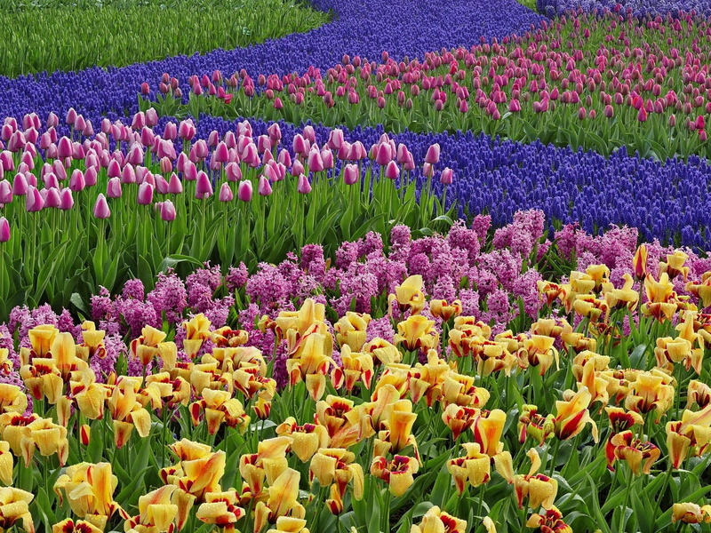 vulnerability, flowering plant, fragility, nature, 720P, netherlands, abundance, colors, red, plant, green Color, bright, hyacinths, color Image, muscari
