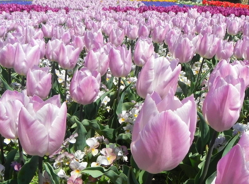 1080P, purple, botany, much, tulip, backgrounds, summer, stem, close-up, blossom, springtime, bed, outdoors, inflorescence, plant, beauty In Nature, full frame