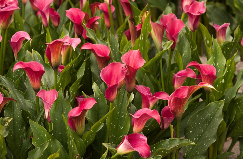 drop, growth, water, callas, summer, day, bouquet, stem, vibrant Color, plant part, inflorescence, nature, tulip, purple, backgrounds, yellow, red, petal