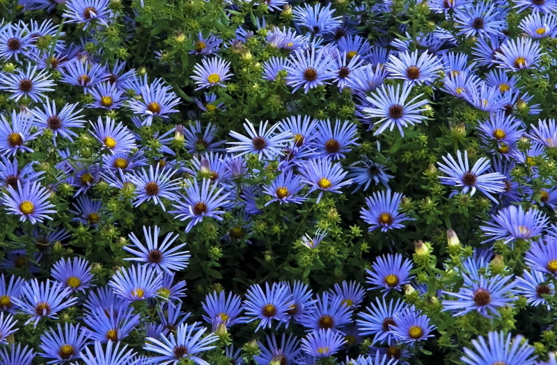 chrysanthemum, yellow, blossom, petal, full frame, green Color, flower Head, day, blue, plant, freshness, much, 1080P, purple, fragility, formal Garden