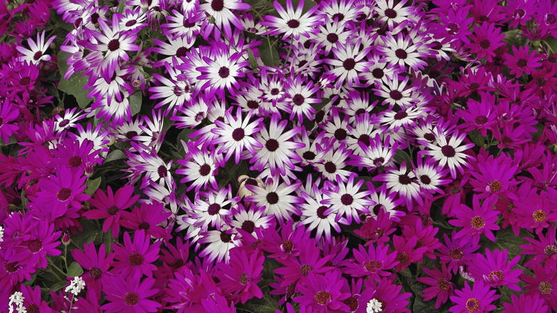 petal, fragility, much, flowers, 1080P, botany, full frame, inflorescence, flower, plant, pink color, backgrounds, flowerbed, freshness, flower head, purple