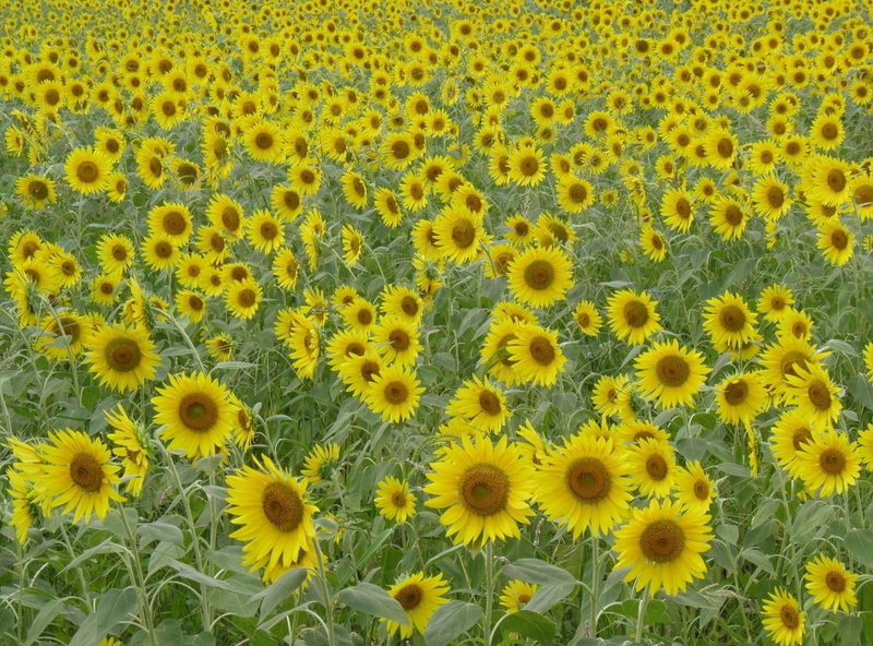 sunflower, sunflowers, plant, summer, no People, seed, environment, crop, sunlight, agriculture, field, petal, outdoors, lot, yellow, beauty In Nature