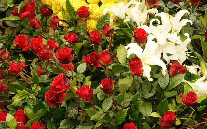 leaf, blossom, roses, romance, decoration, formal Garden, rose - Flower, season, beauty In Nature, summer, flower Head, full frame, lilies, fragility, flowerbed