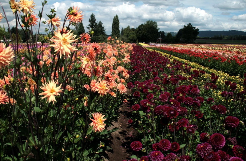 flowerbed, growth, much, flowering plant, abundance, rows, dahlias, flower head, flower, land, plant, dahlia, nature, orange color, mums, 1080P, flowers