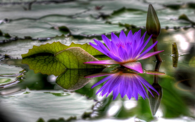 tamara, gift, lotusmtammy, lovely, 3d and abstract, tammy, 1080P, friendship, appreciation, lotus