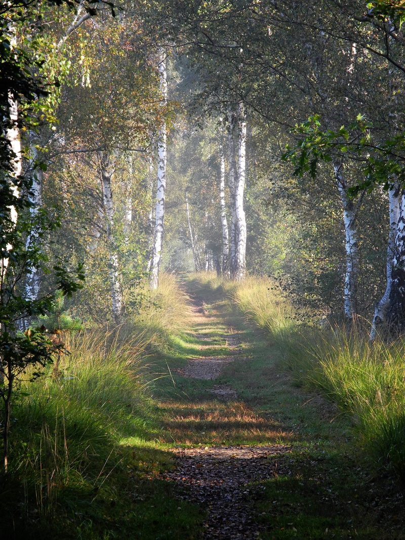 forest, beauty In Nature, plant, morning, woodland, non-Urban Scene, please appreciate, coffee donation, grass, the way forward, land, summer, rural Scene