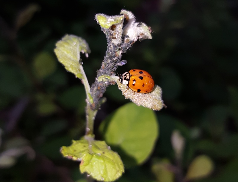 louse, please appreciate, insect, invertebrate, pest, leaf, aphids, black bean, nature, beetle, animals in the wild, paypal, one animal, no people, coccinella septempunctata