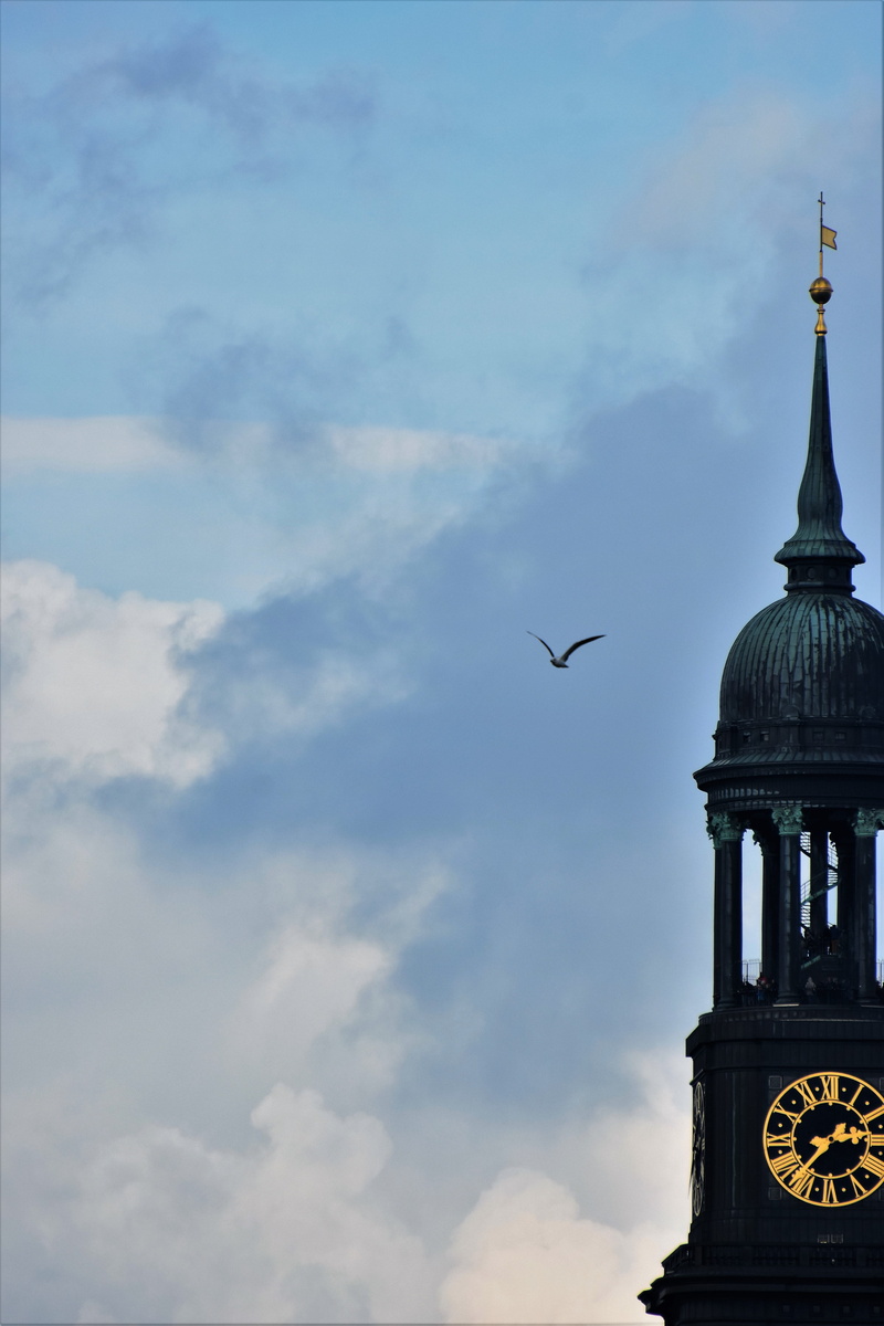 please donate, coffee donation, seagull, animals in the wild, building, built structure, church, outdoors, 5K, st michael, animal wildlife, architecture
