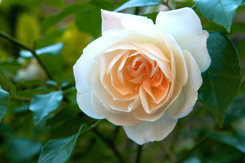 leaf, god, flower Head, appreciate, love, 2K, plant, growth, white color, england, nature, rose - Flower, romance, power, summer, petals, no people, flowering plant